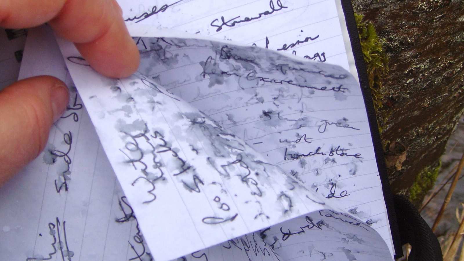 Journal ©Natural Change