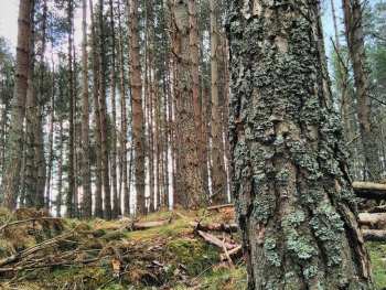 Squirrel's eye view of woodland