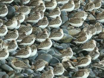 Wonder as a radical state of mind