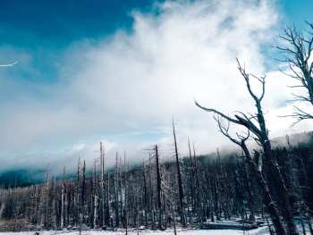 Climate Change Denial and Australia's Devastating Bush Fires